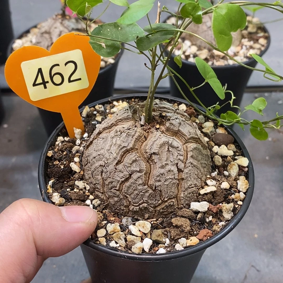 南非龟甲龙龟甲龙