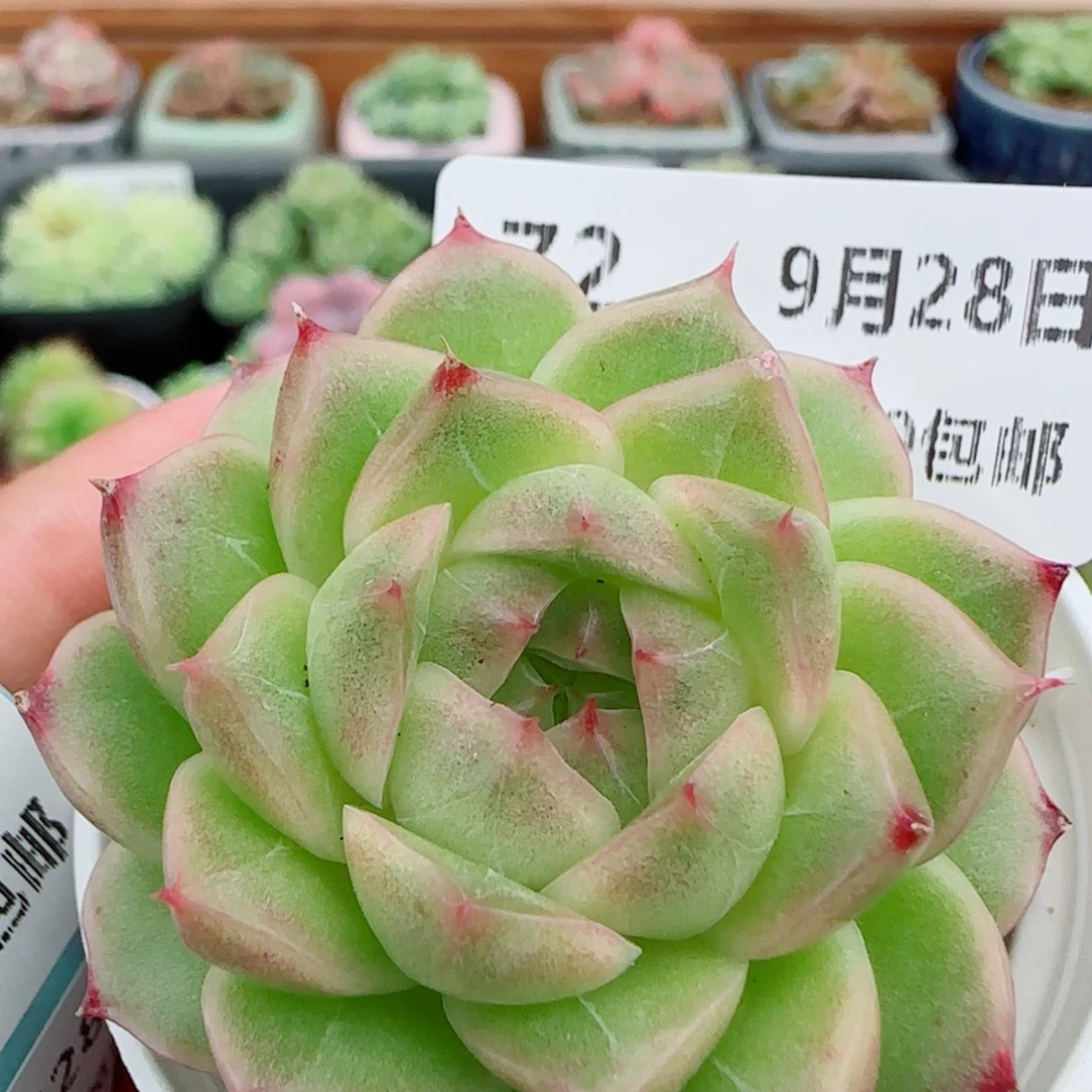 花语逸镜0928-72包子麦秆