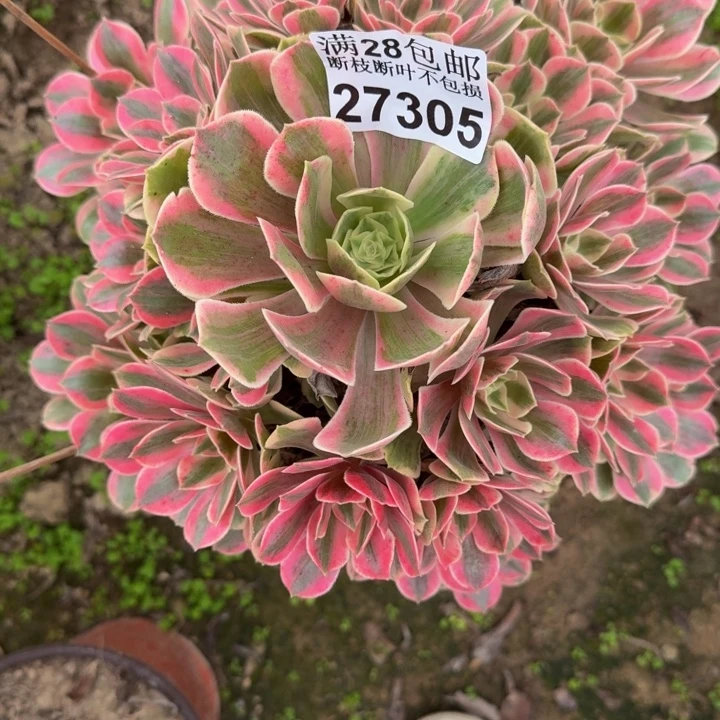 27305女妖多肉植物