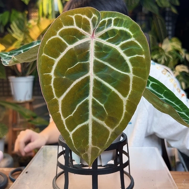 H***E完全开放一物一拍R131