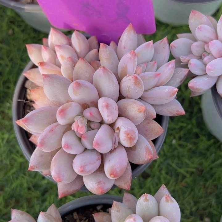 健健康康平平安安