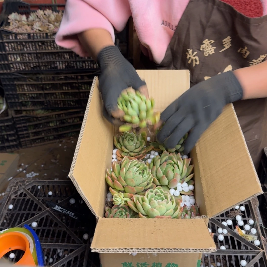 潼***妹多肉砍头 不包损 没淡雪 1366