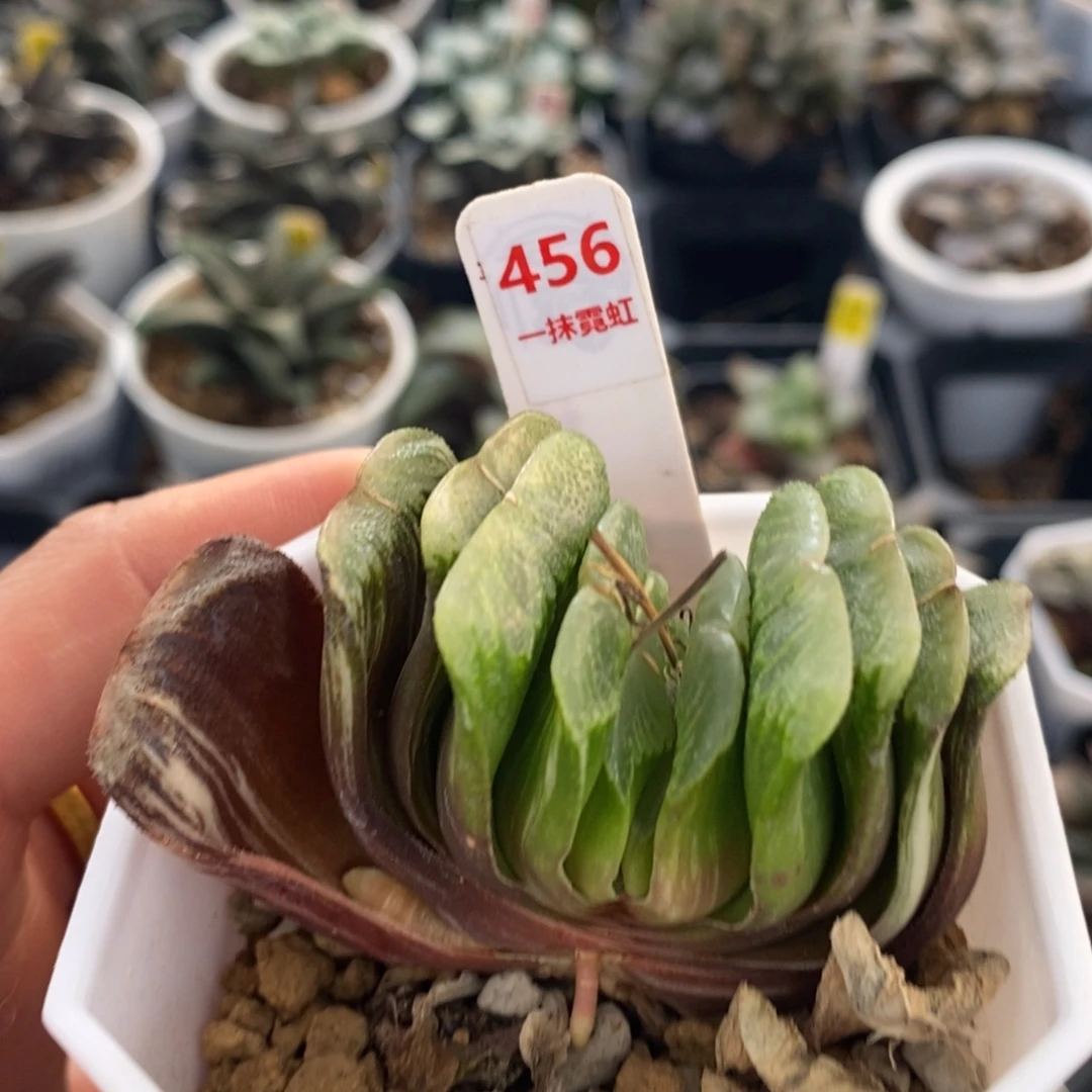456绿玉扇十二卷多肉