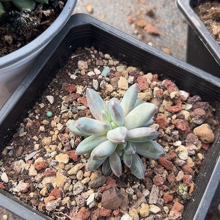 雪黛莉缀特价一物一拍