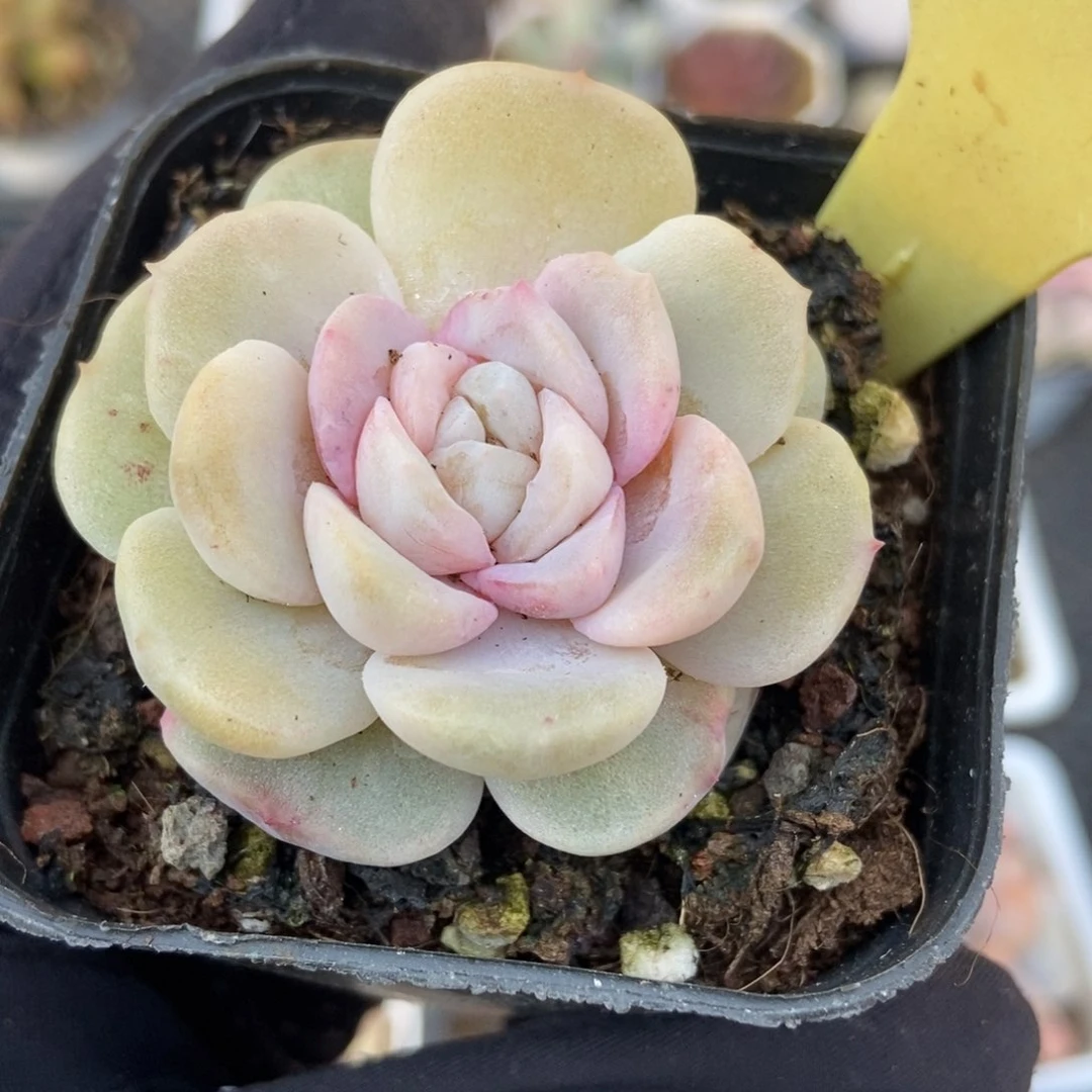 2053冰魄锦多肉植物保护