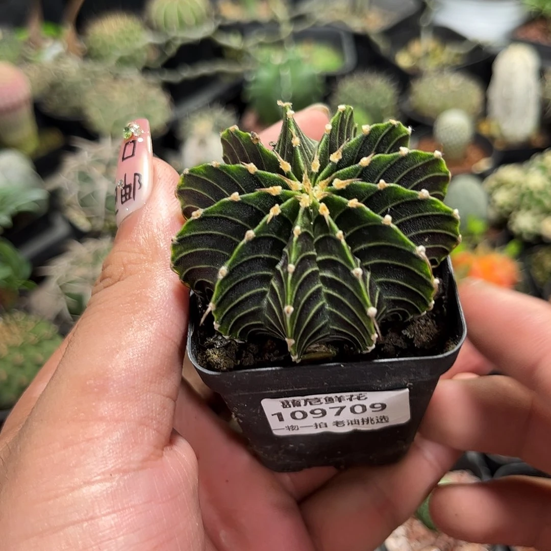 109709一物一拍单头