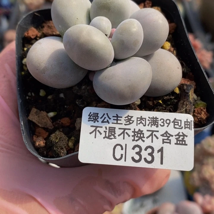 芭比奶洛5cm331多肉植物
