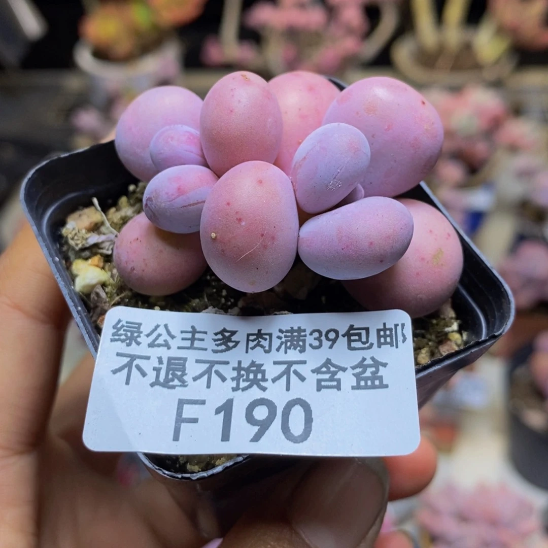 190橙奶多肉肉3c m