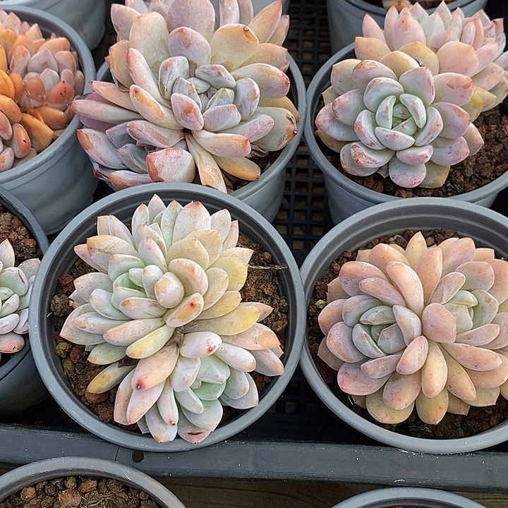 团。3头起雪天使。福利多多