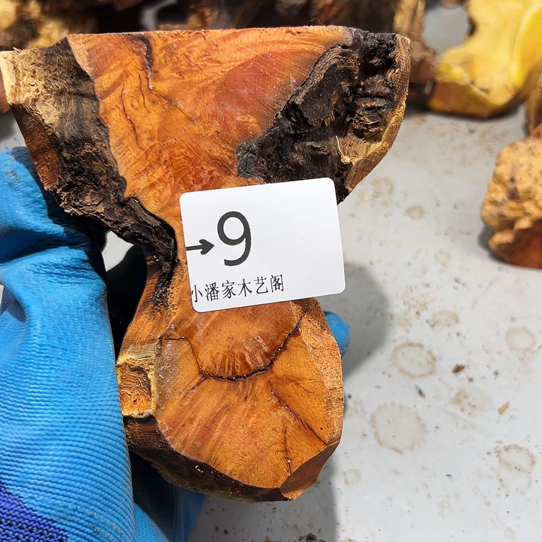 香榧木满*火琉璃……火琉璃
