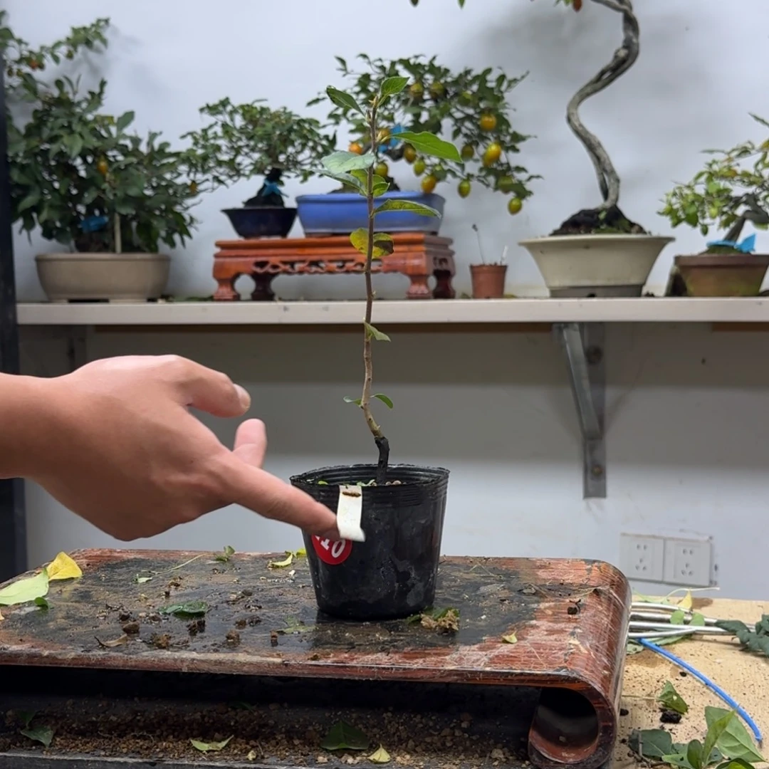 蟹***浪无花朵110顺丰到付