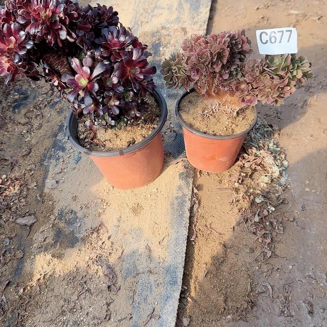 677欧紫朵朵玫瑰共2颗