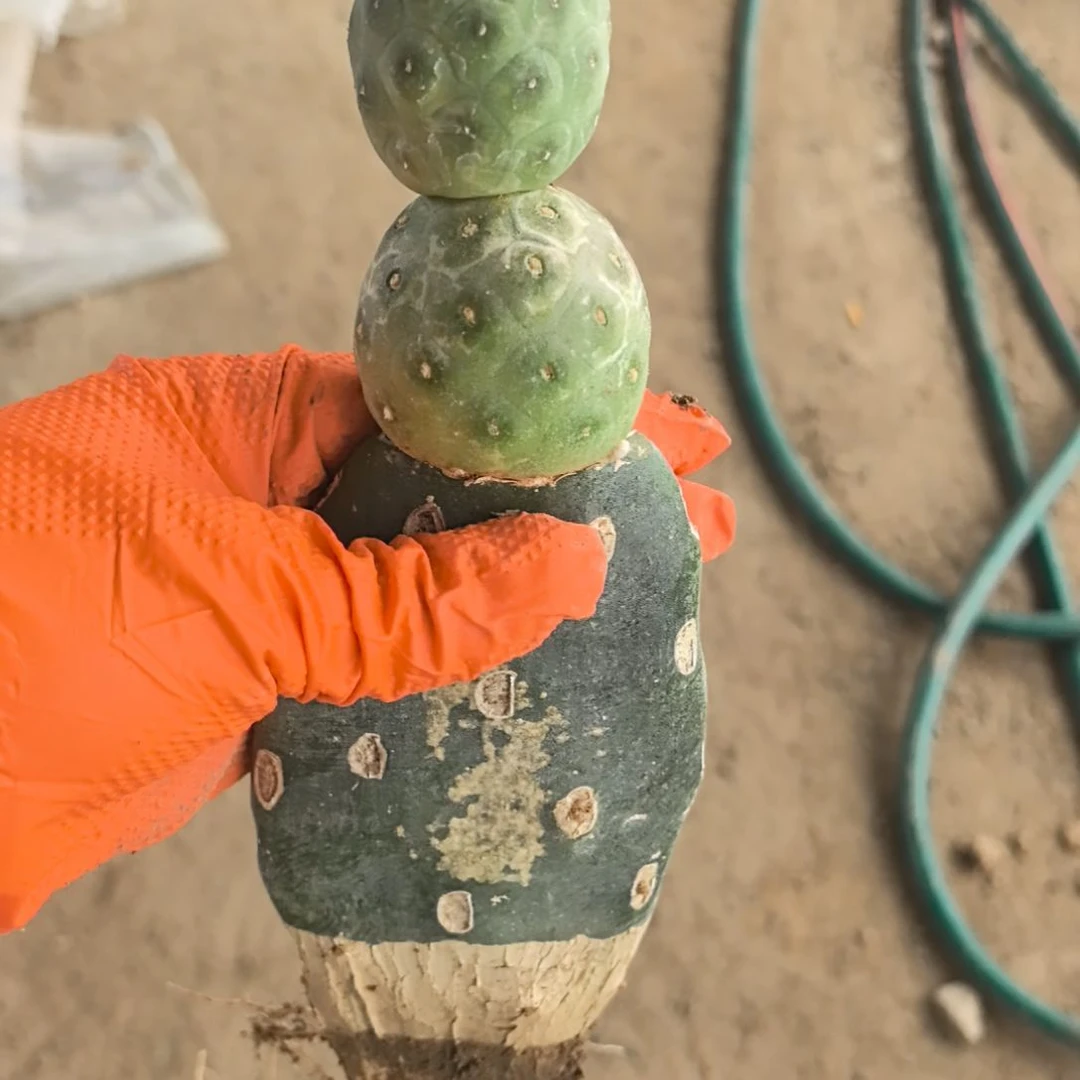 平***淡习志野仙人球直播