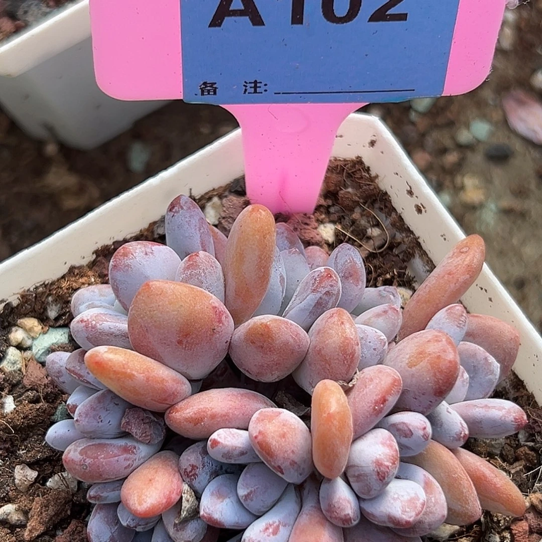 蕾***多肉植物一物一拍