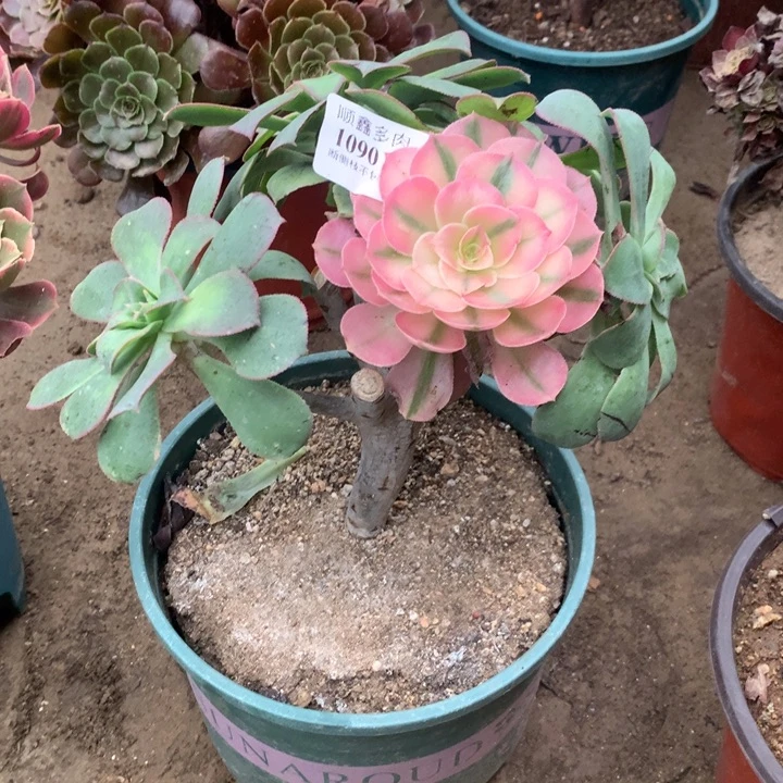 1090倾城多肉植物特价