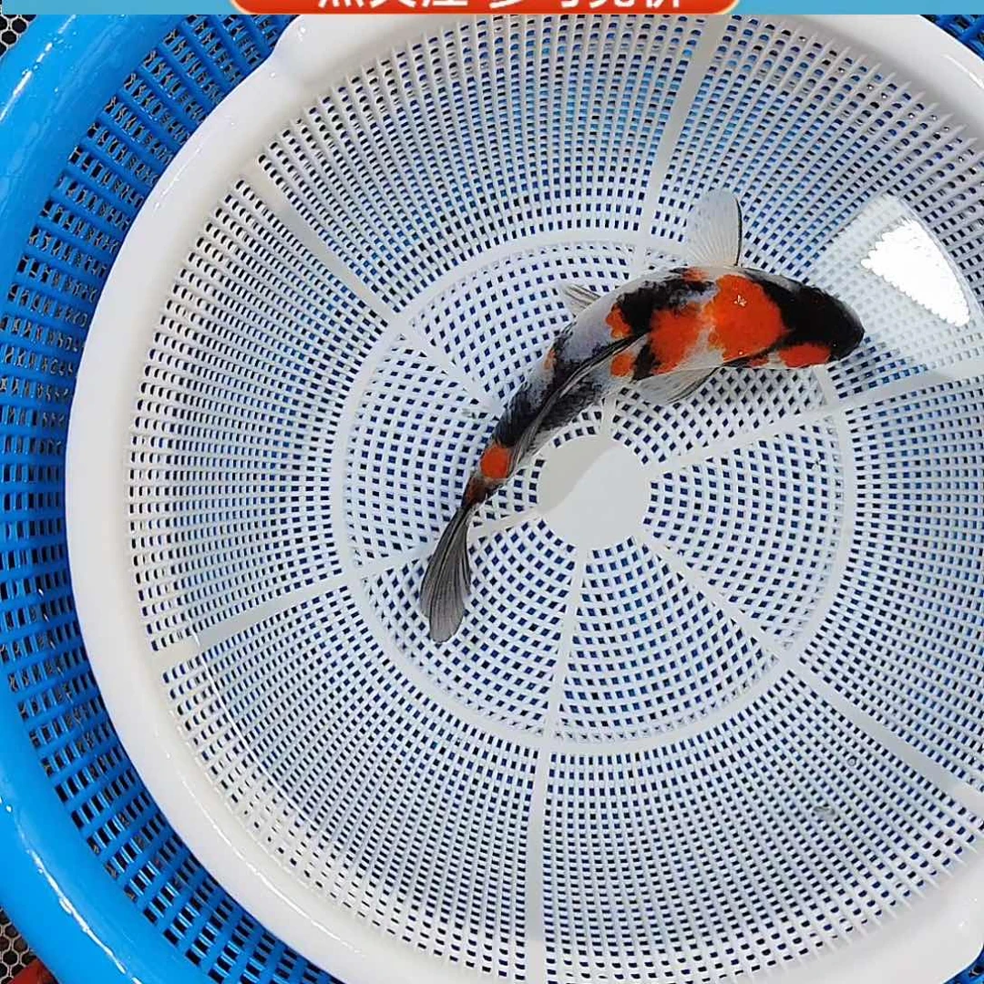 锦鲤面哥昭和 完成度