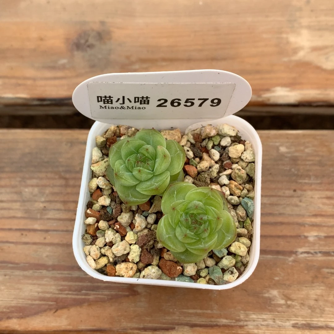 b****e多肉植物东云珍妮
