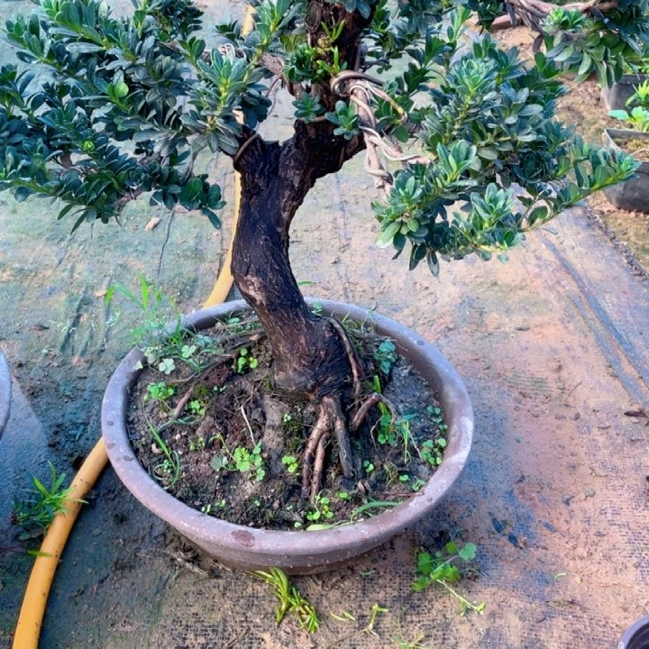 无花朵苇*罗汉松鲜花绿植