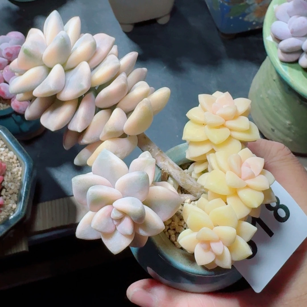 美杏锦      愿你一路坦途，乘风破浪展宏图