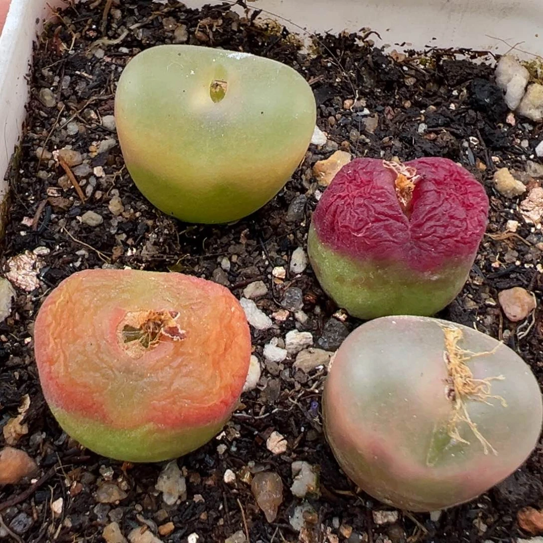 3.5好看的多肉脱土发货831