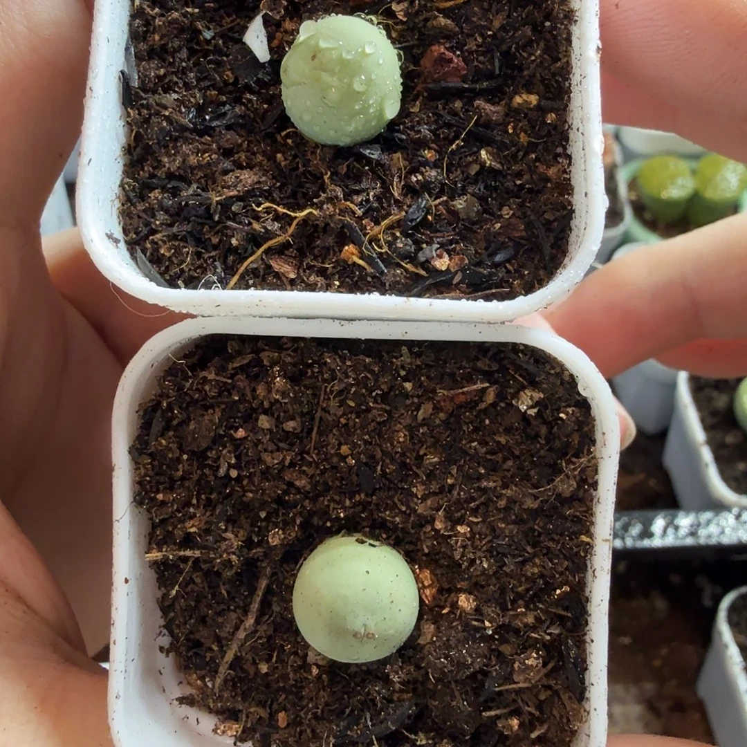 小***胡多肉植物的生长发育和958