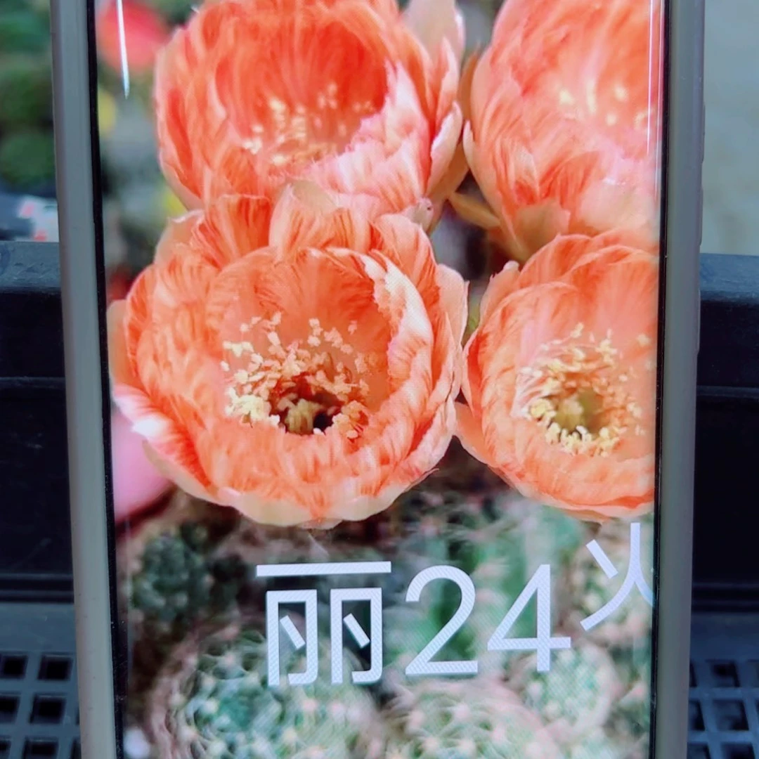 下73丽花24 歪无根侧芽3公分左右20包邮