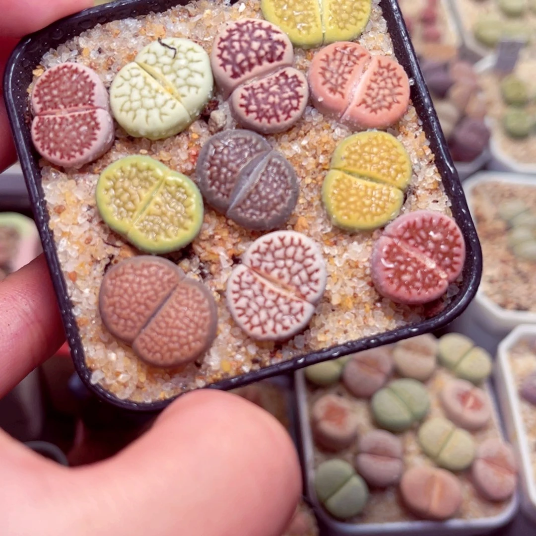 529好带盆包邮发货