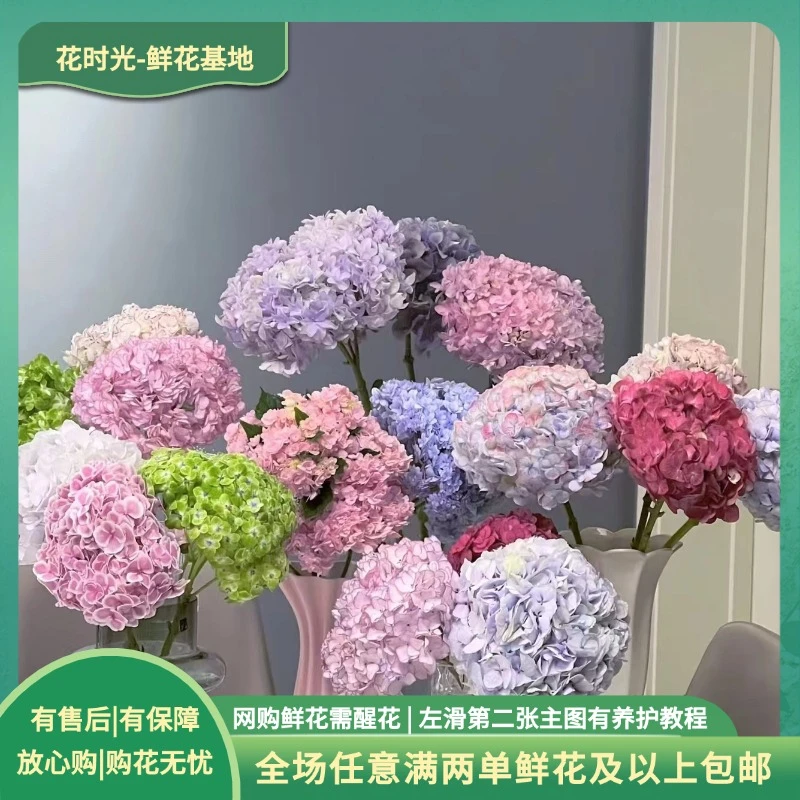 【绣球】任意色绣球2枝 基地直发 |全场任意满两单鲜花包邮