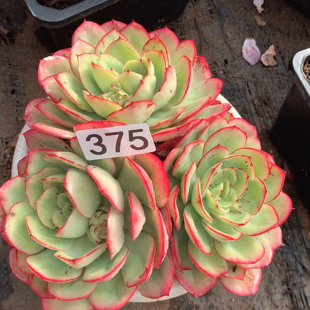 375牡丹亭一物一拍多肉