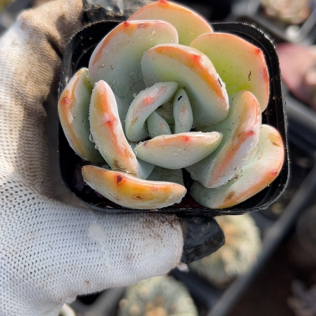 烈**心麻辣了恶魔摸摸摸摸