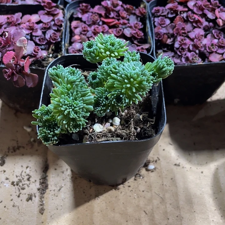 球松5.8带盆土发过后