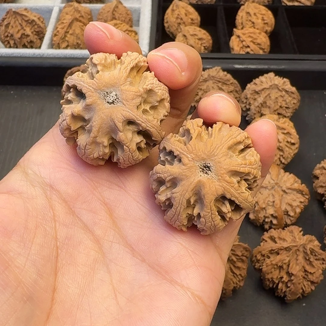 核桃突突突突突突突突突突突