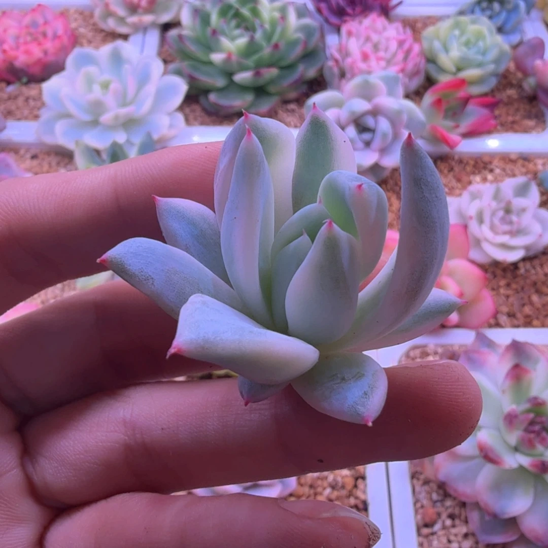 福娃锦 可嫁接 多肉