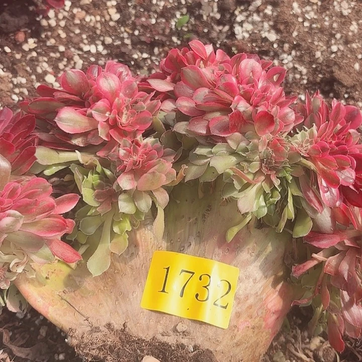 多肉植物福利1732