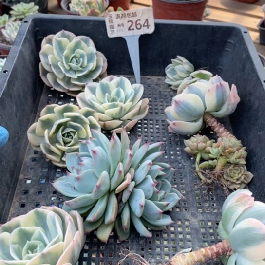 264一一一一一一