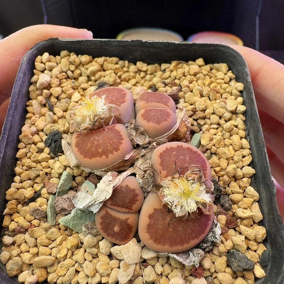 多肉植物福利清盒8