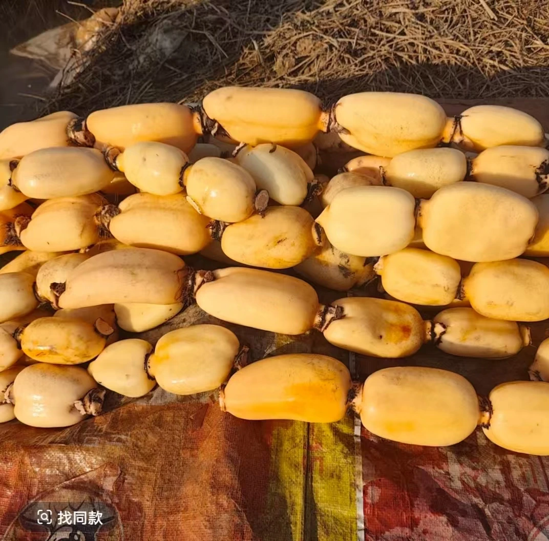 洋县洋州街道平溪村莲藕基地现挖新鲜莲藕莲菜
