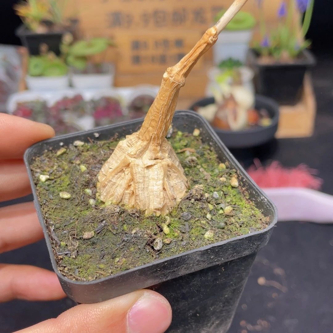 龟甲莫罗多肉9.9包邮发货