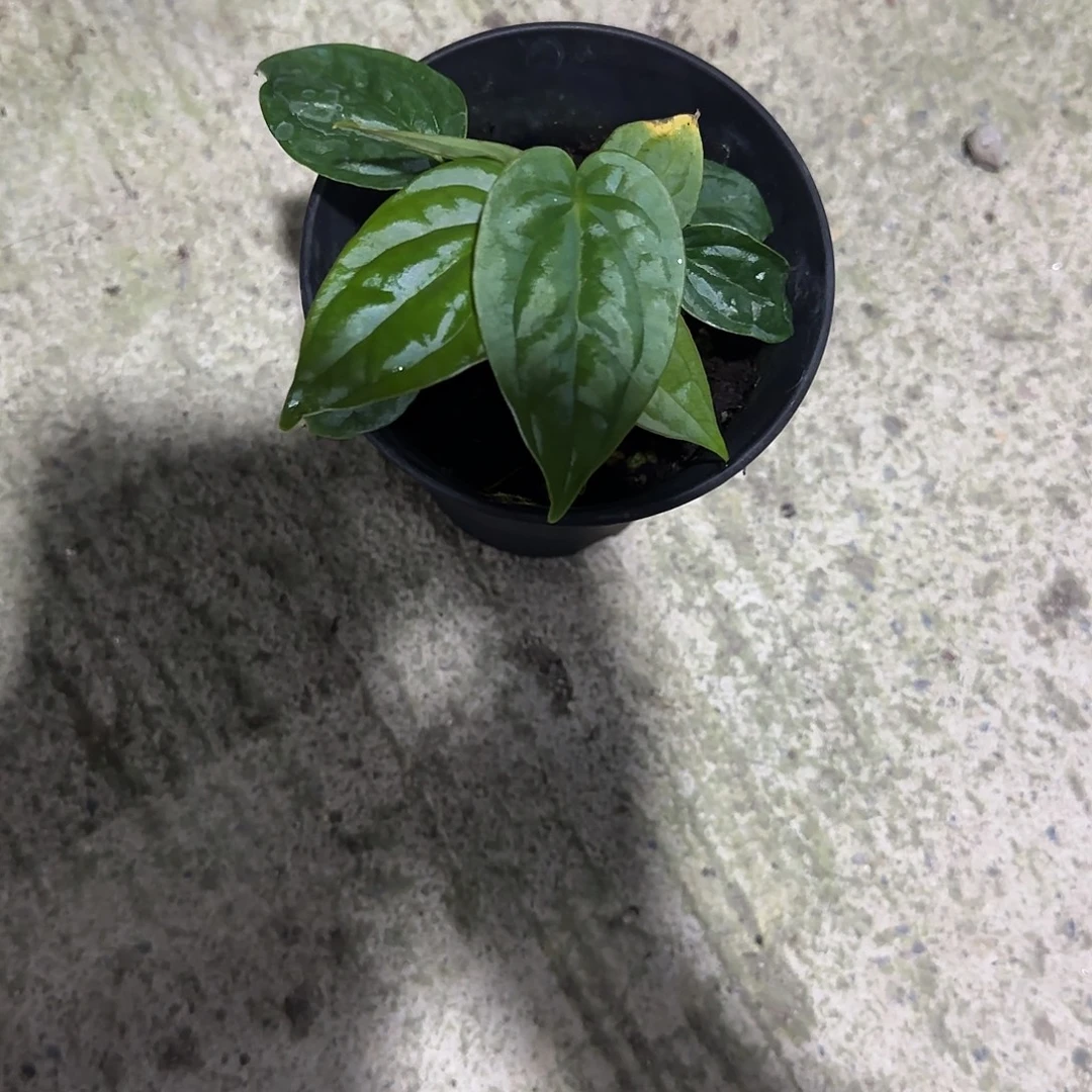 完全开放优选奢华x
