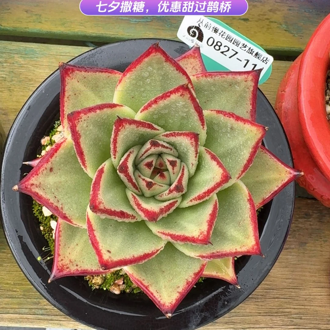 从前慢花园多肉编号0824-11