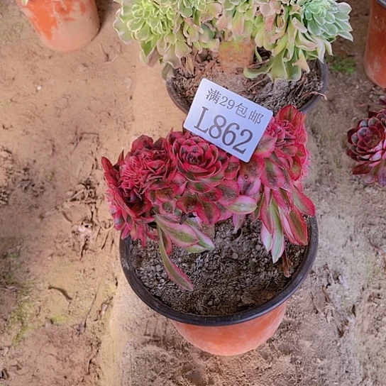 862倾城缀多肉植物