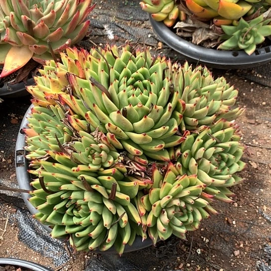 特价处理不售后介意勿拍