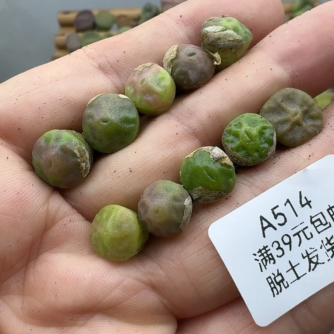 514烧卖混合哈哈哈哈哈哈哈