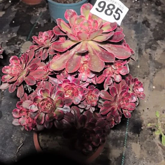 985香奈儿花花2-2法师