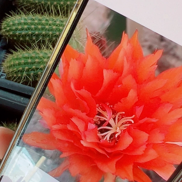 毛花柱 超级橙 侧芽 满20包邮