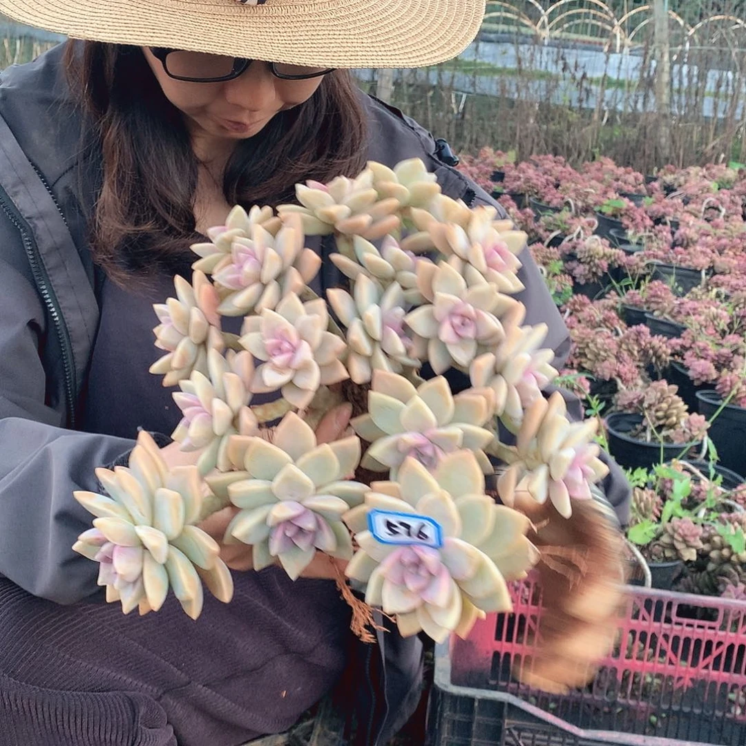 576 淡雪缀 一物一拍