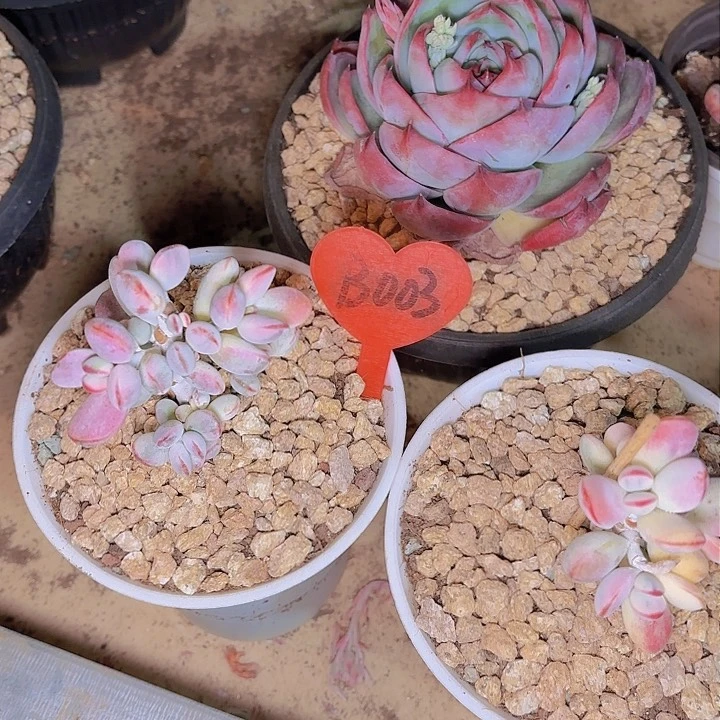 李**r乒乓福娘锦一物一拍B003