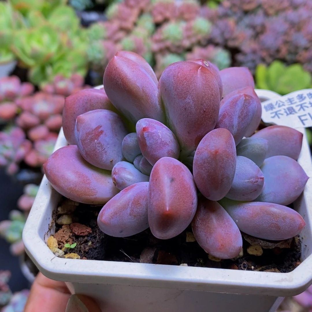 112噢普琳娜8cm多肉