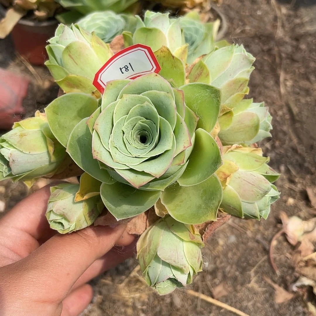 山地玫瑰女王 581