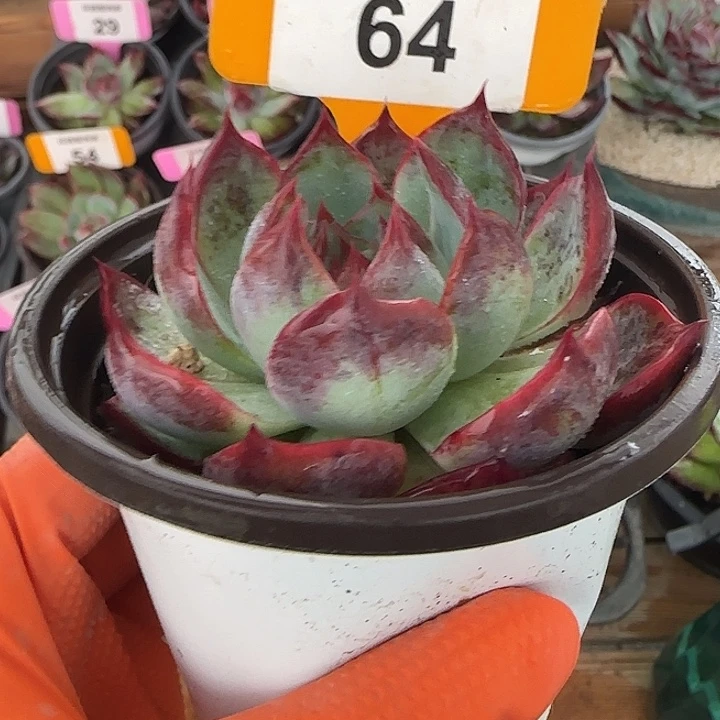 64 惊鸿仙子多肉植物